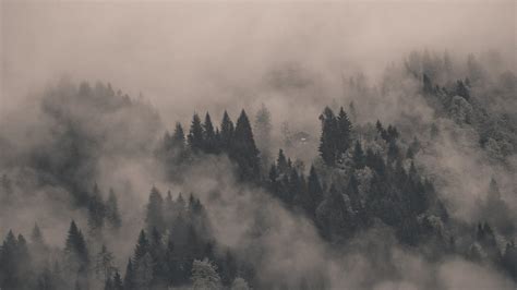 Foggy Forest Wallpaper Neblina 151538 Hd Wallpaper