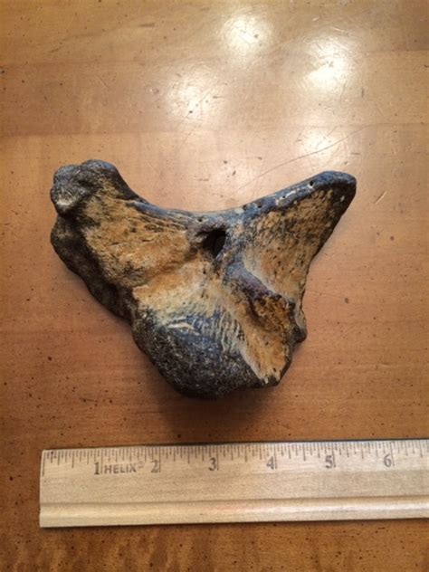 Help Identifying Bone Found On Fossil Ledge Dinosaur Home