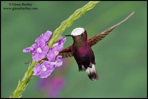 Jess Findlay Photography — The 15 Most Spectacular Hummingbirds