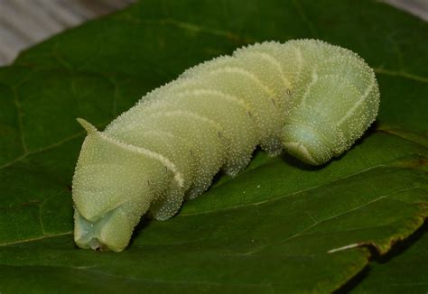 7827 Amorpha Juglandis Walnut Sphinx Moth Caterpilla Flickr
