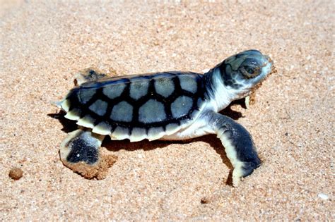 Flatback Sea Turtle Ocean Treasures Memorial Library