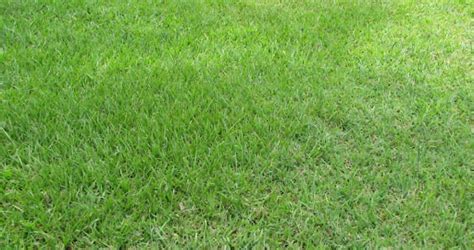 Bahia Grass Pros And Cons Is It The Right Choice