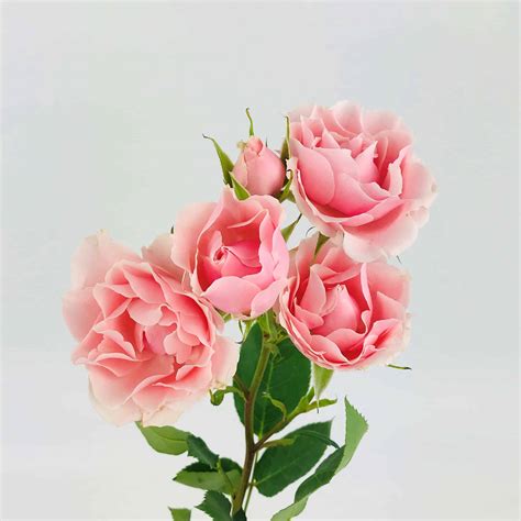 Spray Rose Light Pink Wholesale Bulk Flowers Cascade Floral