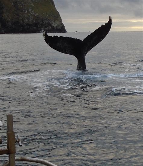 Amazing Footage Of Humpback Whales The Shetland Times Ltd