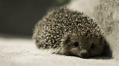 Animals Hedgehog Wallpapers Hd Desktop And Mobile