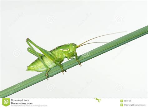 Последние твиты от 🎄cricket green🎄 (@imcricketgreen1). Green Cricket Stock Photo - Image: 42121926