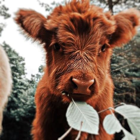 Little Chocolate Baby 💞🍫 In 2021 Fluffy Cows Cute Animals Cute Baby Cow
