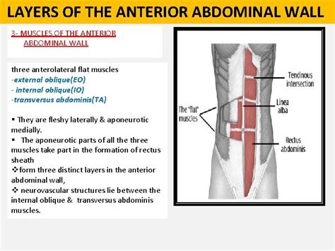 1 St Lecture Anterior Abdominal Wall And Inguinal