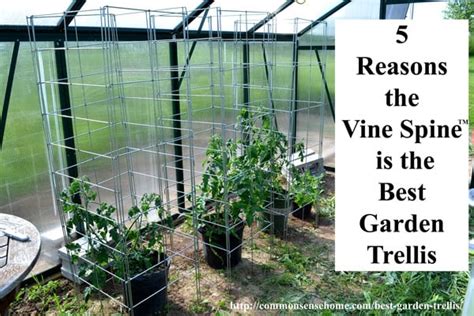 5 Terrific Tomato Trellis Ideas For Easy Harvesting