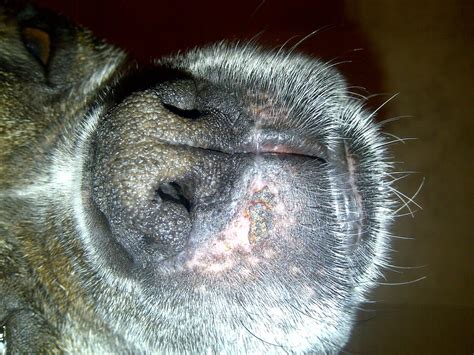 Any Ideas On This Chapped Lips Page 2 Boxer Forum Boxer Breed