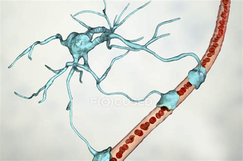 Astrocyte Brain Glial Cell Connecting Neuronal Cells To Blood Vessel