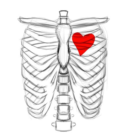 Rib cage pain may occur in the chest, below the ribs, or above the naval. "Rib cage Sketch with Heart" by mattwilldo | Redbubble