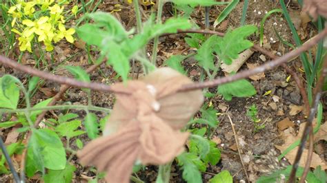 If you think that deer won't eat my hosta, you will be very disappointed. Precious Cooking: Deer eating up your garden, flowers and ...