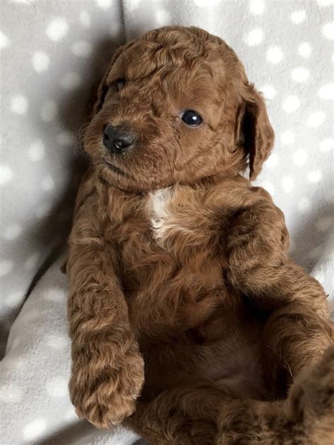 We have fallen in love with these intelligent, friendly, beautiful dogs! Toy (Petite) Goldendoodle Dog Info, Temperament, Puppies ...