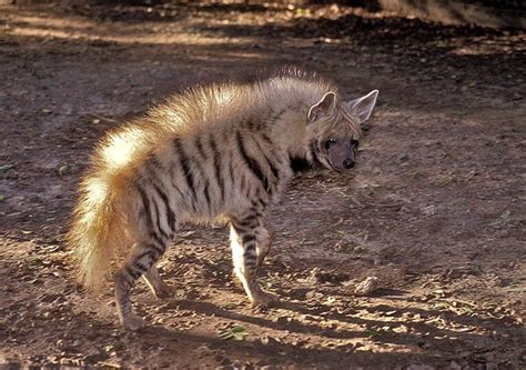 This Striped Hyena Has A Mohawk Running Down Its Back The Mane Is