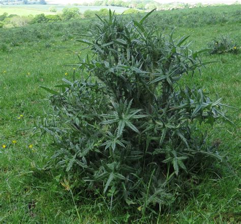 Thistles A High Nutrient Weed Permaculture Magazine
