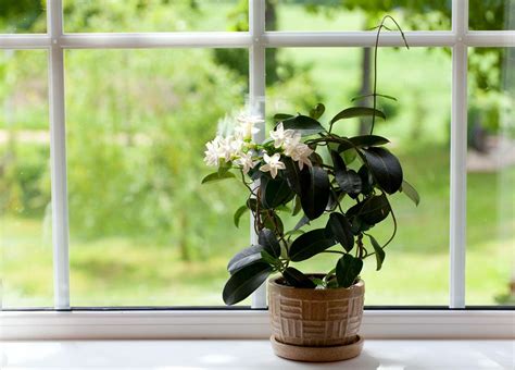 How To Grow Indoor Jasmine Plants Martha Stewart