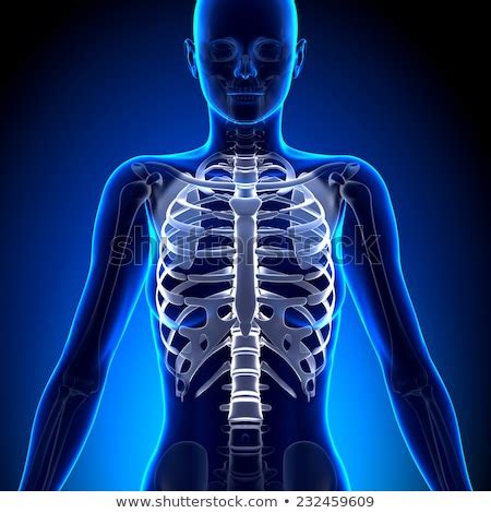 Start studying rib cage anatomy. Female Rib Cage Anatomy Bones Stock Illustration 232459609 - Shutterstock