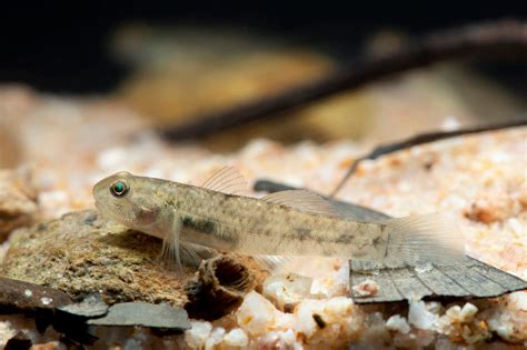 Pseudogobius Aquilonius