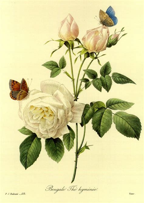 Folgende teile biete ich an: Les roses de Redoute
