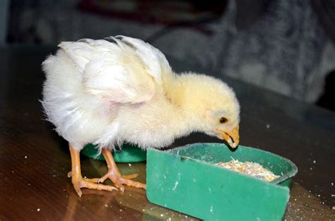 New Baby Chicken Free Stock Photo Public Domain Pictures