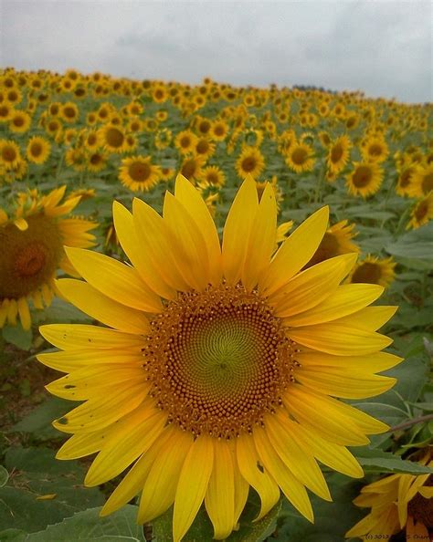 Sunflower Star Photograph By Sally Cherry Fine Art America