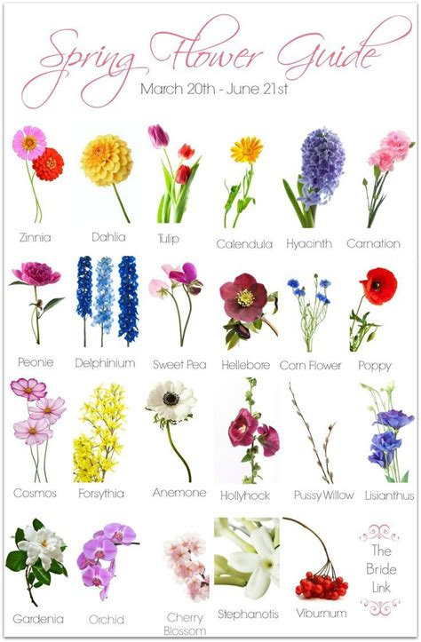Flower Name List And Meaning Idalias Salon