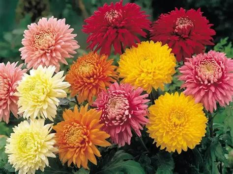 50 Tipos De Flores Para Decorar E Colorir O Seu Jardim E Sua Casa