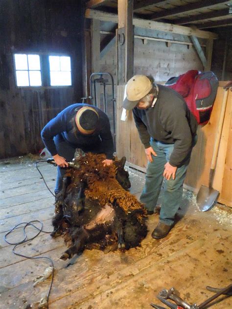 Hay Ewe Root For The Farmers Shear Madness