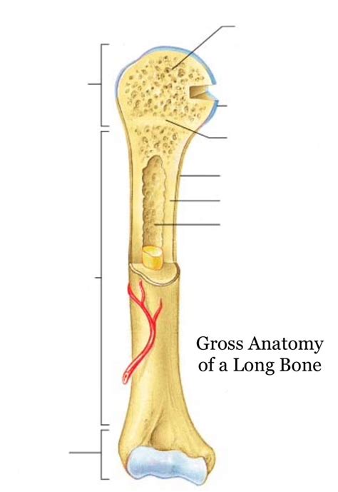 Each long bone has a shaft and two ends or extremities, which are usually articular. 31 Diagram Of A Long Bone - Wiring Diagram Database