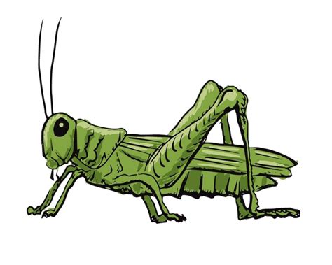 Animated Grasshopper Clipart 20 Free Cliparts Download Images On