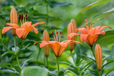 Fire Lilies Sparks Of Orange Bring Life To The Garden James Stewart