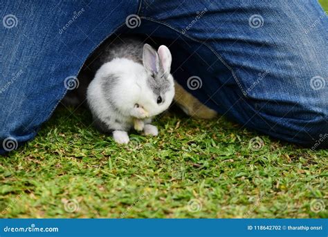 Little Rabbit To Walk In The Lawn Stock Photo Image Of Alcoholic