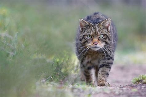 Saving Wildcats Joins The European Rewilding Network Rewilding Europe