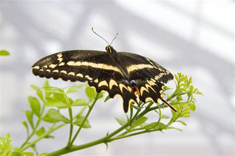 Schaus Swallowtail L Extremely Rare Butterfly Our Breathing Planet