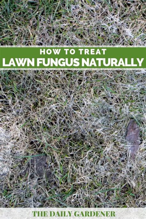 How To Treat Lawn Fungus Naturally