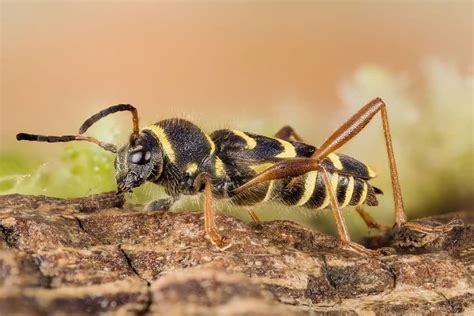 Wasp Beetles A Quick Guide Pest Control Gurus