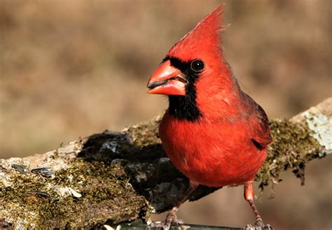 Male Cardinal Close Up Free Stock Photo Public Domain Pictures