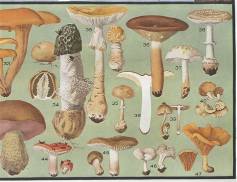Dirt Balls Mushrooms William A Murrill