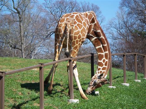 Giraffes Tallest Animal In The World Wildlife Of World