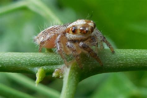 Filea Garden Spider In Chennai Wikimedia Commons