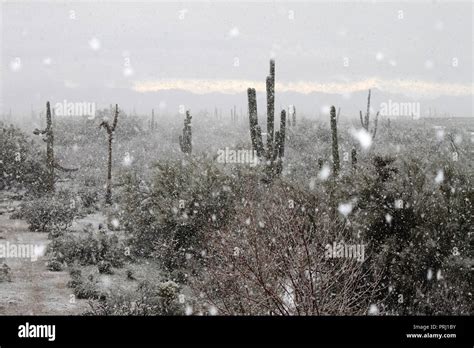 Sonoran Desert Snow Stock Photos And Sonoran Desert Snow Stock Images Alamy