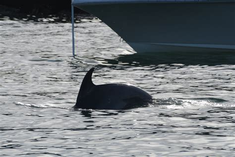 Saving Dolphins From Ourselves Sarasota Dolphin Research Program