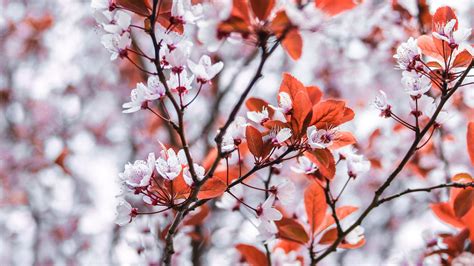Download Wallpaper 3840x2160 Branches Flowers White Leaves Tree