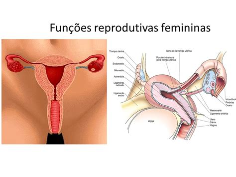 Funções reprodutivas femininas YouTube