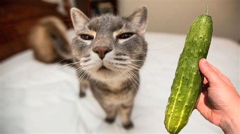 Cat Vs Cucumbers Reaction Cats Scared Of Cucumbers Compilation