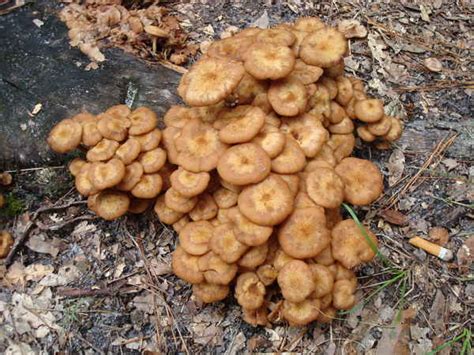 Live Oak Florida Mushroom Photos Mushroom Hunting And Identification