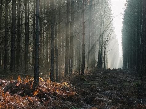Sunlight Through Mist In A Pine Forest Thetford Forest Norfolk Del