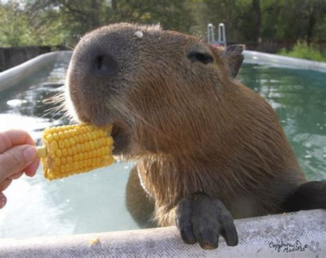 We did not find results for: Carpincho comiendo mazorca