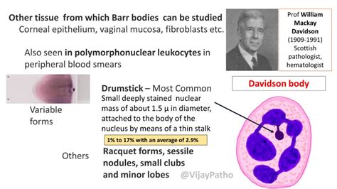 barr body x chromatin sex chromatin and davidson body pathology made simple